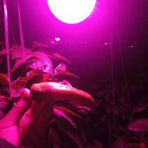 【有好货】LED植物补光灯温室补光设备，生长灯大棚补光灯
