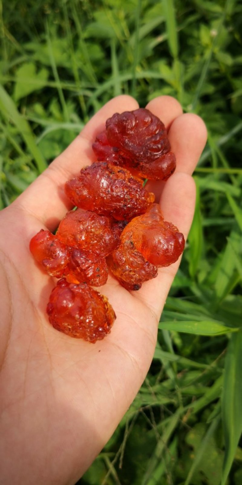 特级桃胶
