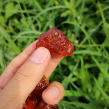 特级桃胶