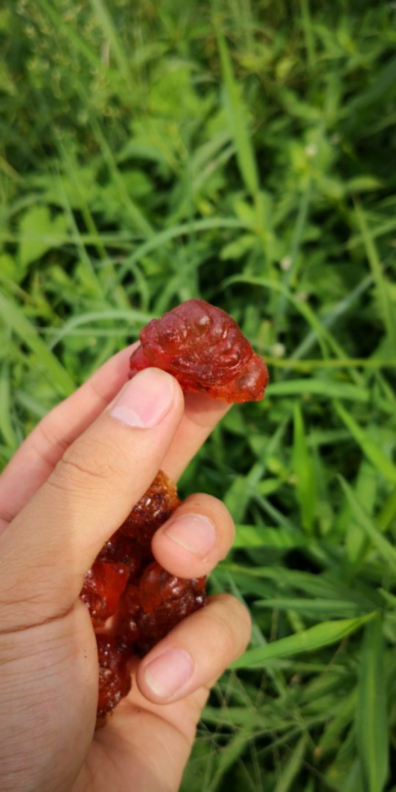 特级桃胶