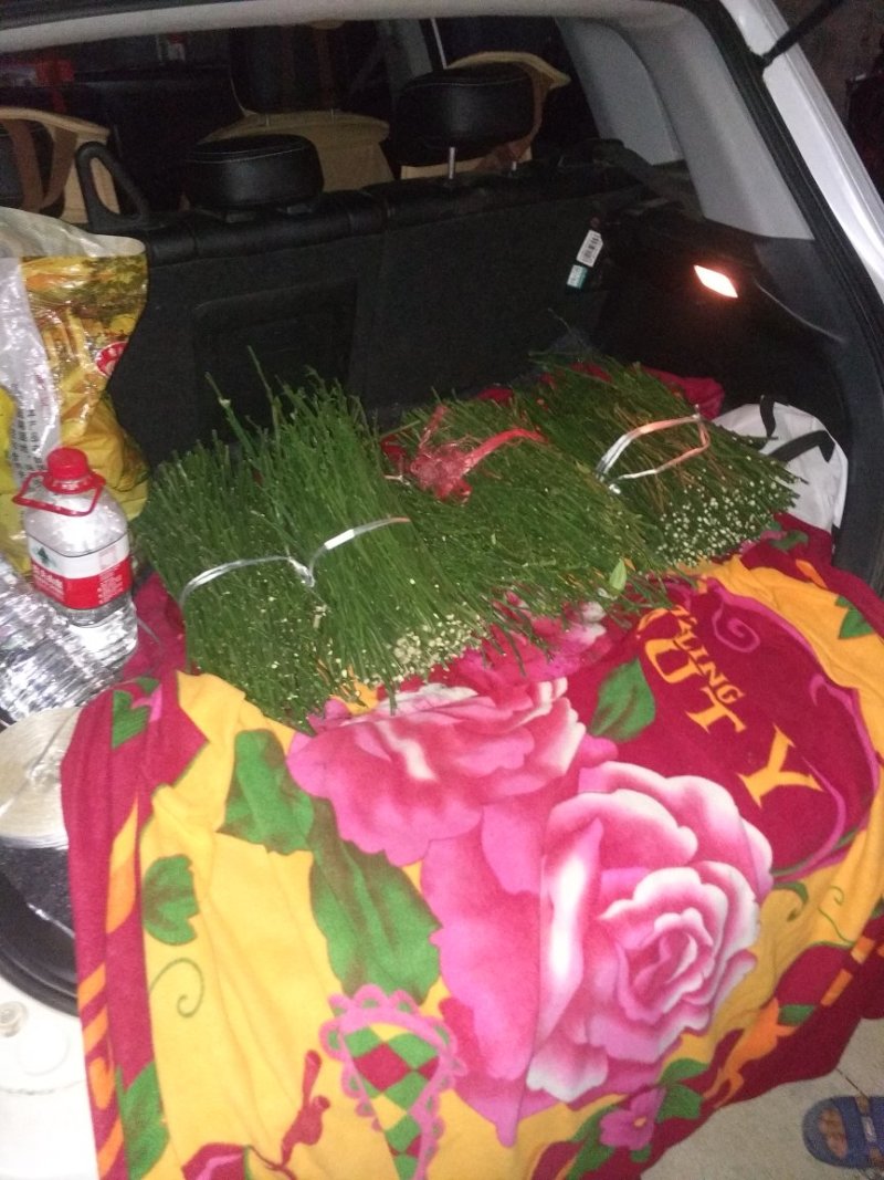 特早熟大分四号一年苗30~80㎝，品种纯可以签订合同包邮