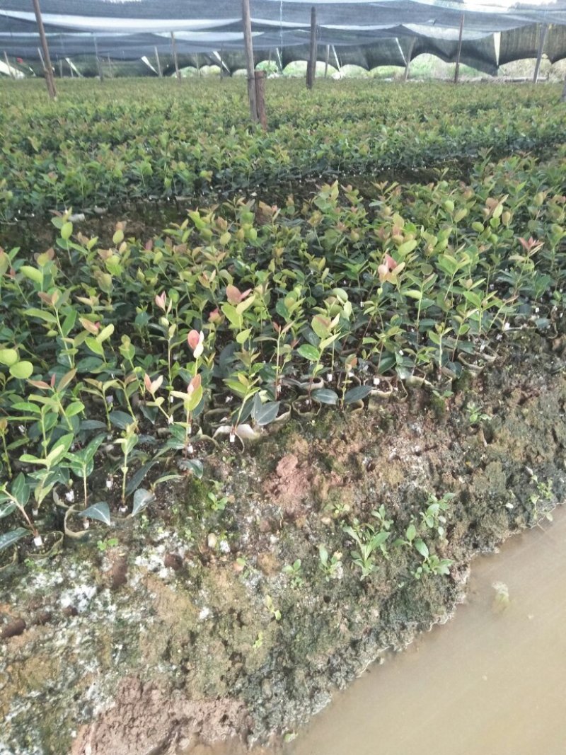 长林油茶苗