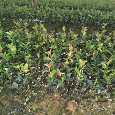 长林油茶苗