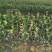 长林油茶苗