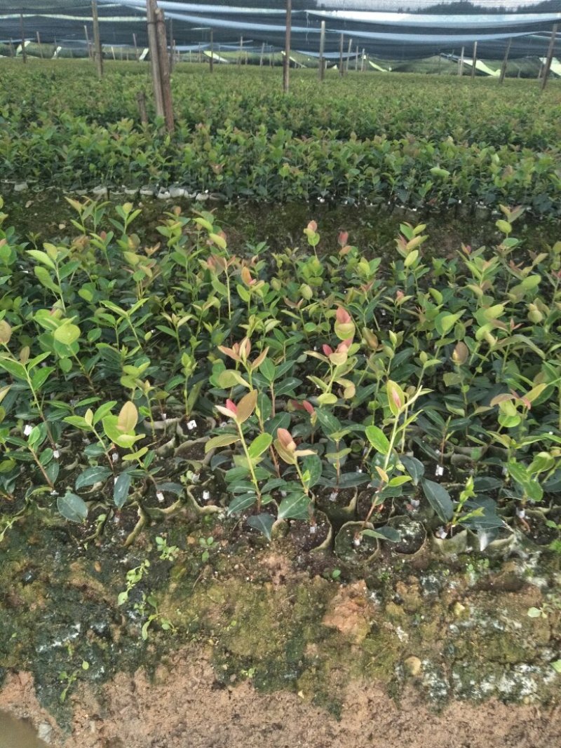长林油茶苗