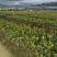 长林油茶苗