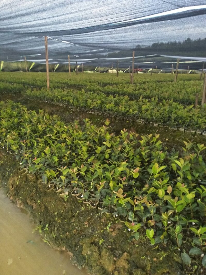 长林油茶苗