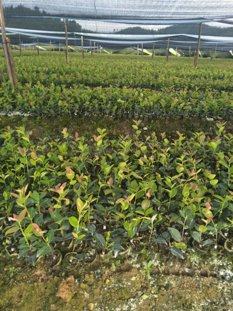 长林油茶苗