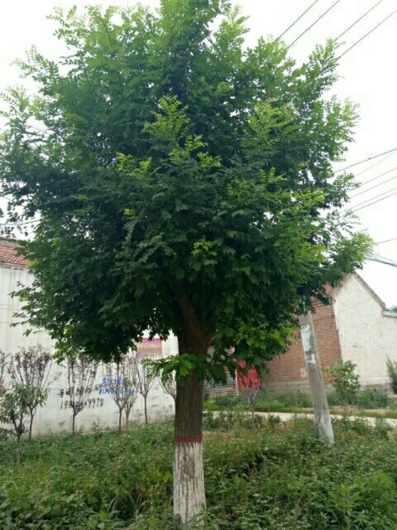 国槐1~2米12~14cm10~12cm