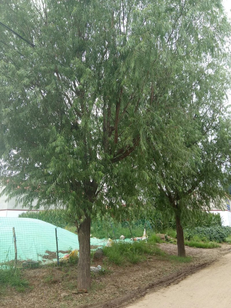 旱柳18~20cm16~18cm