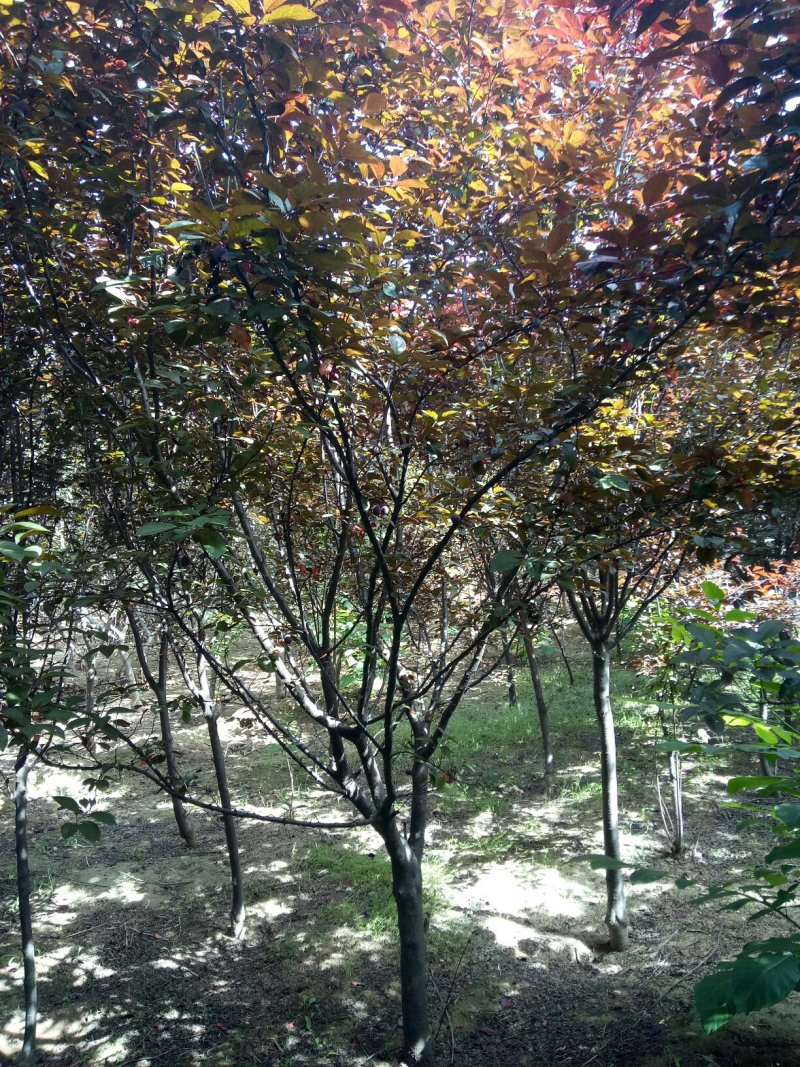 红，紫叶李