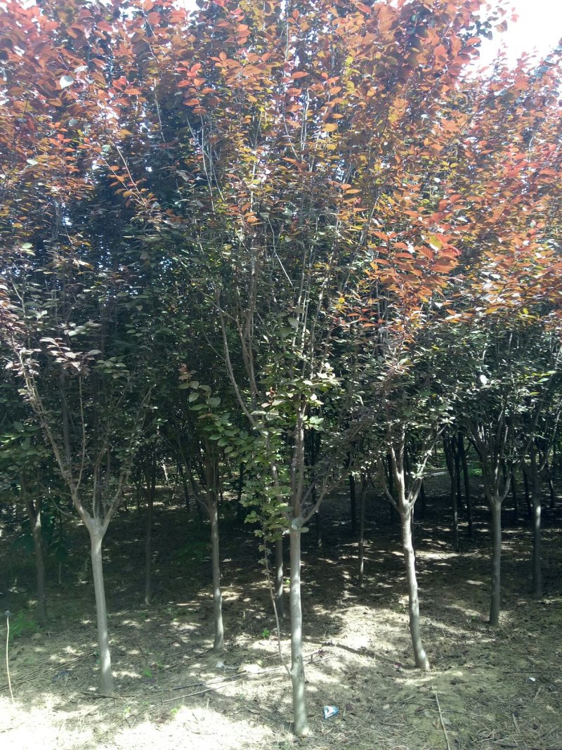 红，紫叶李