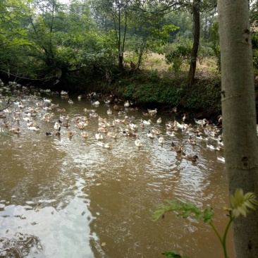 跑田鸭