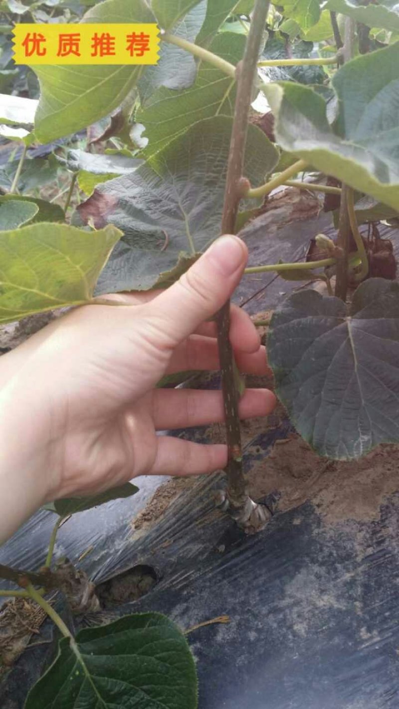 金艳黄心猕猴桃苗抗寒产量高/免费技术包邮