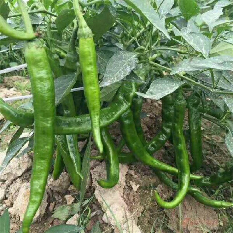 蒲城酥梨，辣子，螺丝，棍棍，欢迎