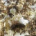 出售纯天然蜂蜜百花蜜一斤装