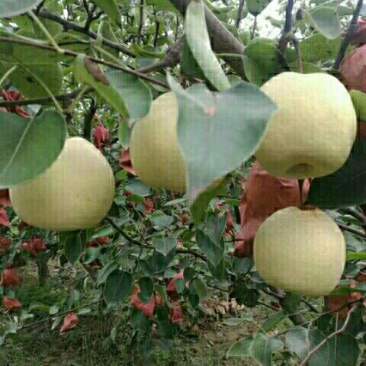 蒲城酥梨，辣子，螺丝，棍棍，欢迎