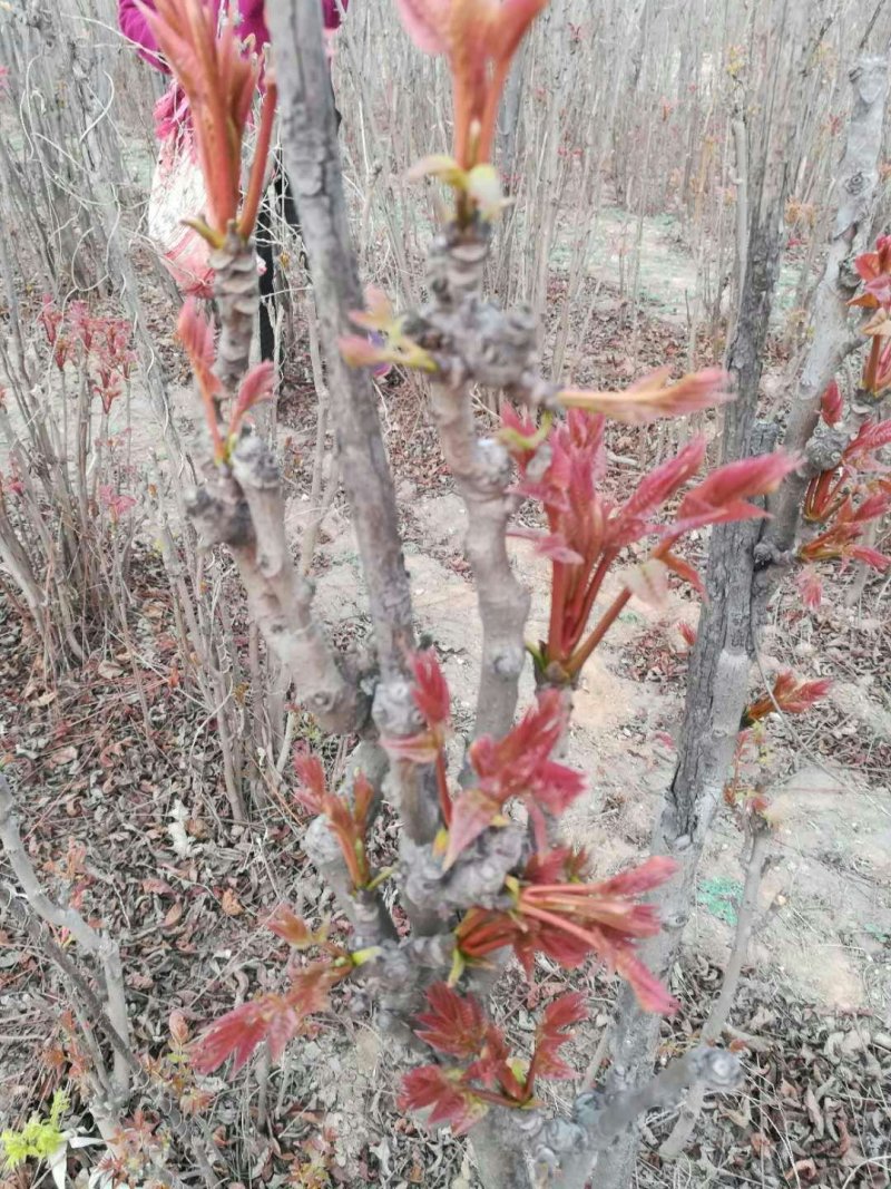 红油香椿苗大棚专用树苗，栽培用小苗，1一2年生树苗。