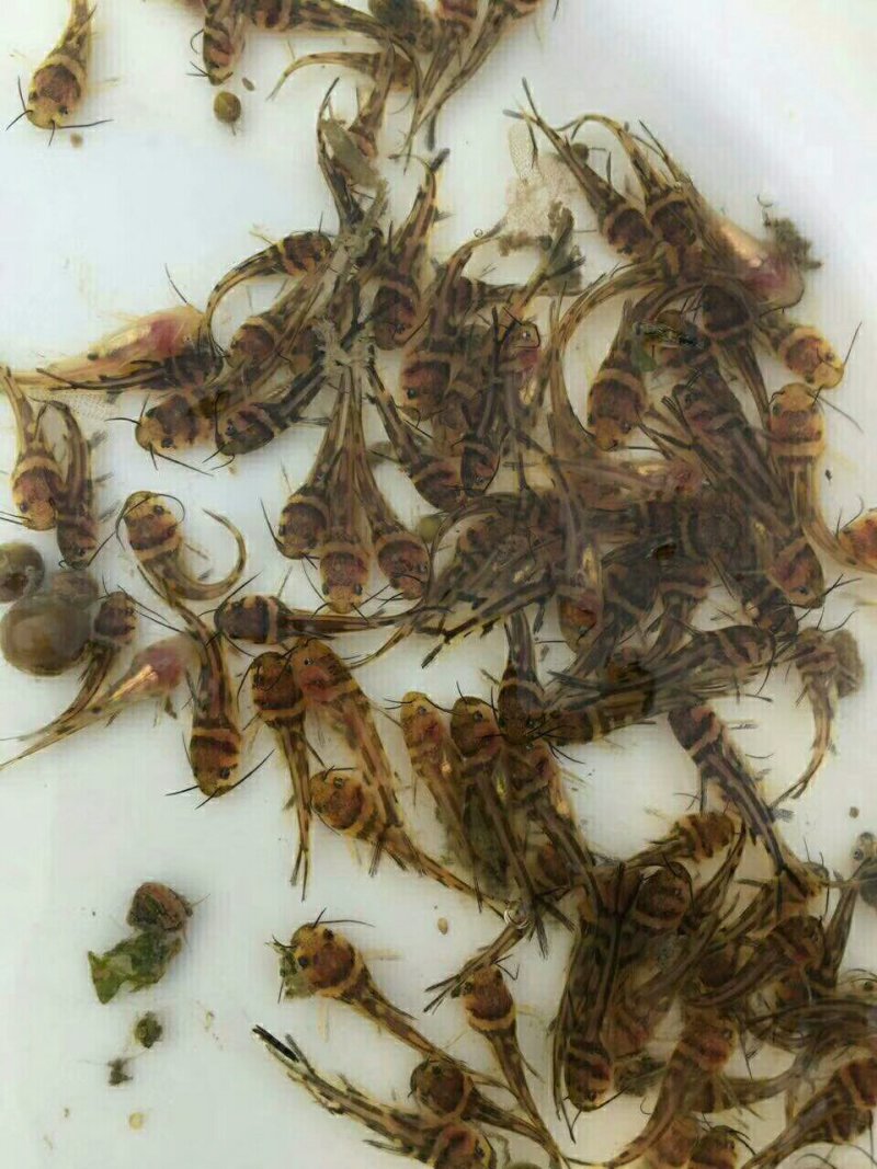 【产地发货】广州黄骨鱼苗黄颡鱼苗空运客运送货上门提供技术