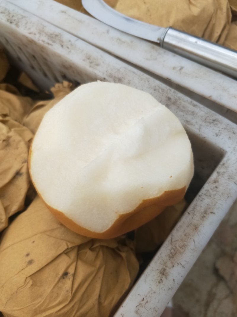 晚秋，黄梨五两起步。