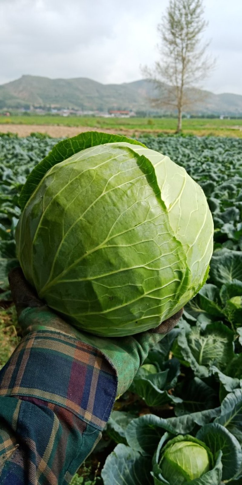 圆苞菜，白菜大量上市。