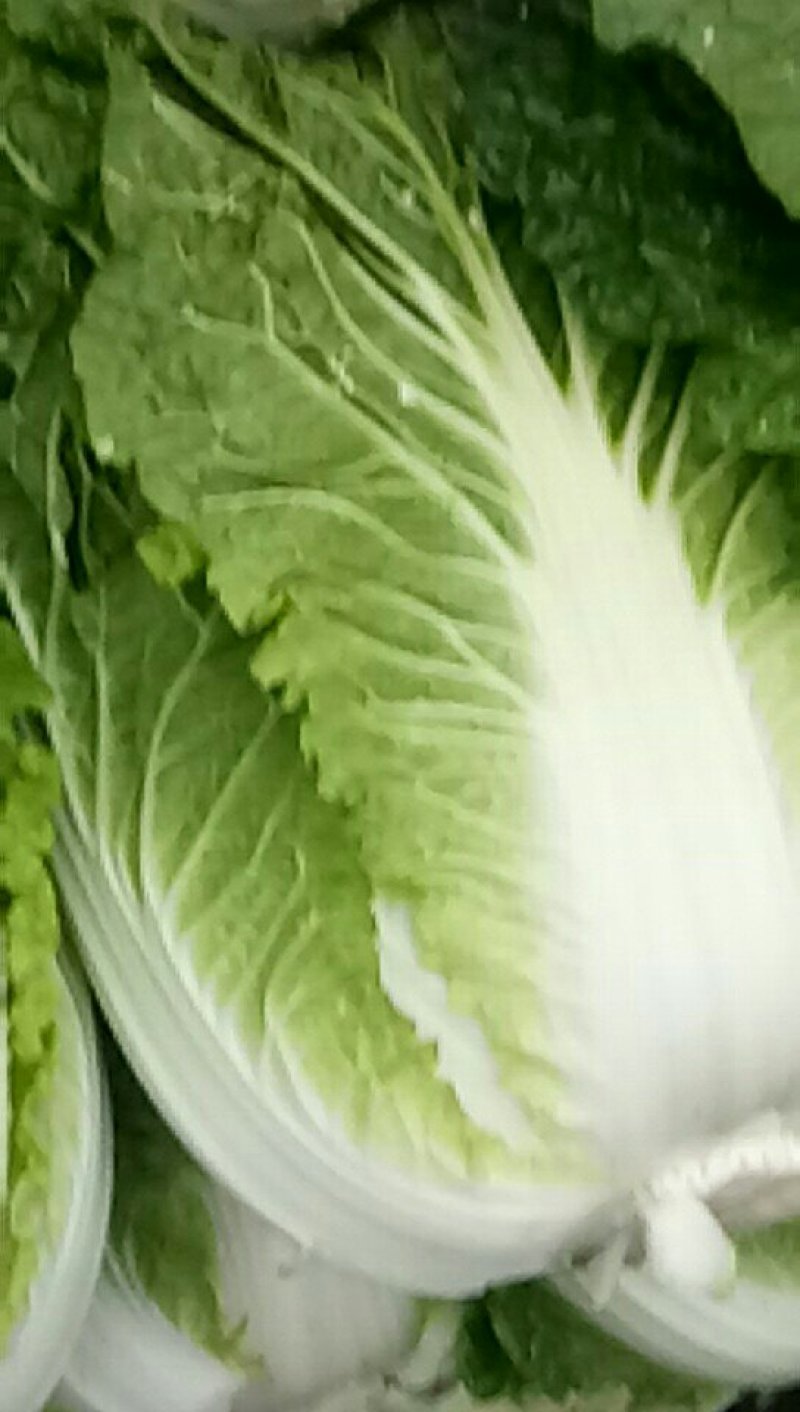 白菜，黄心白菜大量走货中，需要的联系我