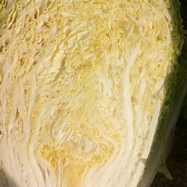 白菜，黄心白菜大量走货中，需要的联系我