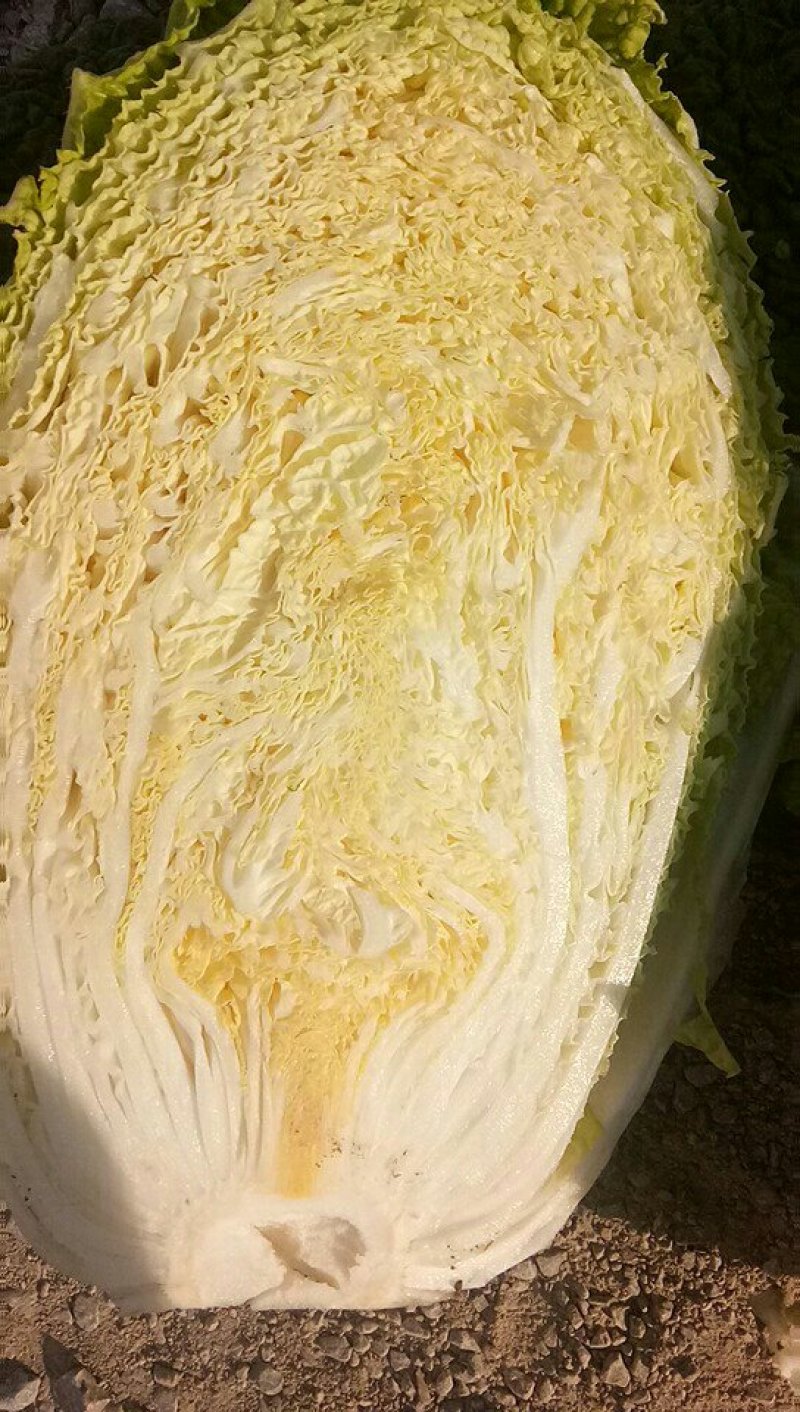 白菜，黄心白菜大量走货中，需要的联系我