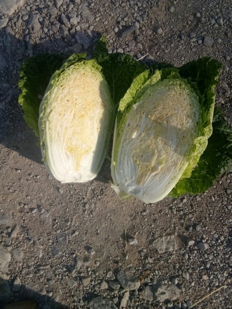 白菜，黄心白菜大量走货中，需要的联系我