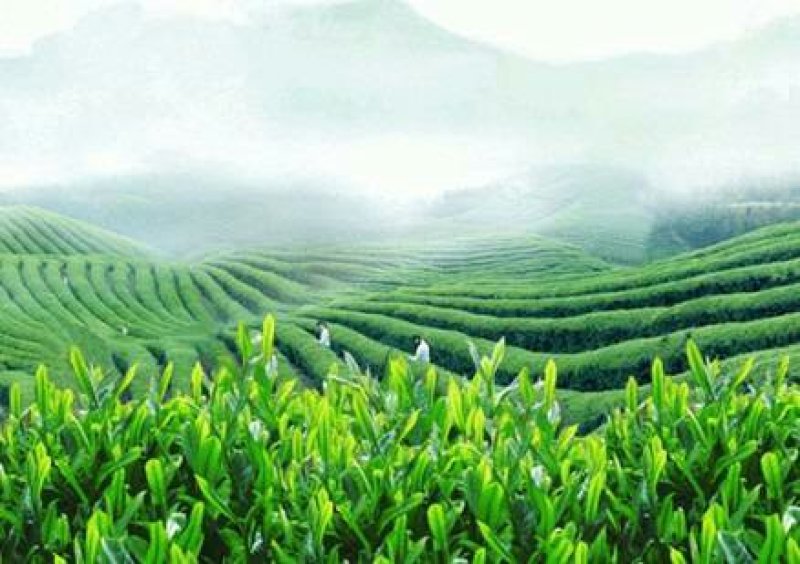 婺源有机绿茶——云雾茶，高山自然条件生长，不施肥不打药！