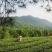 婺源有机绿茶——云雾茶，高山自然条件生长，不施肥不打药！