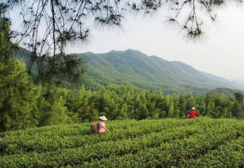 婺源有机绿茶——云雾茶，高山自然条件生长，不施肥不打药！