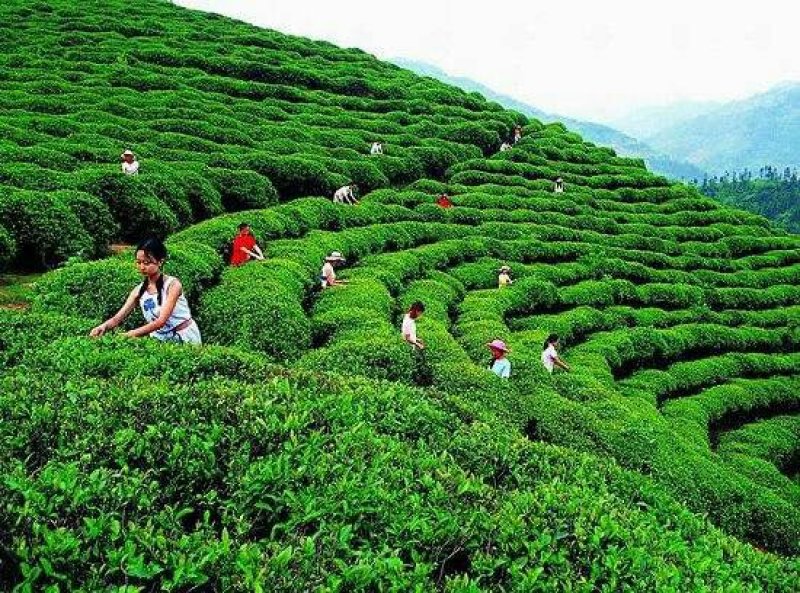 婺源有机绿茶——云雾茶，高山自然条件生长，不施肥不打药！