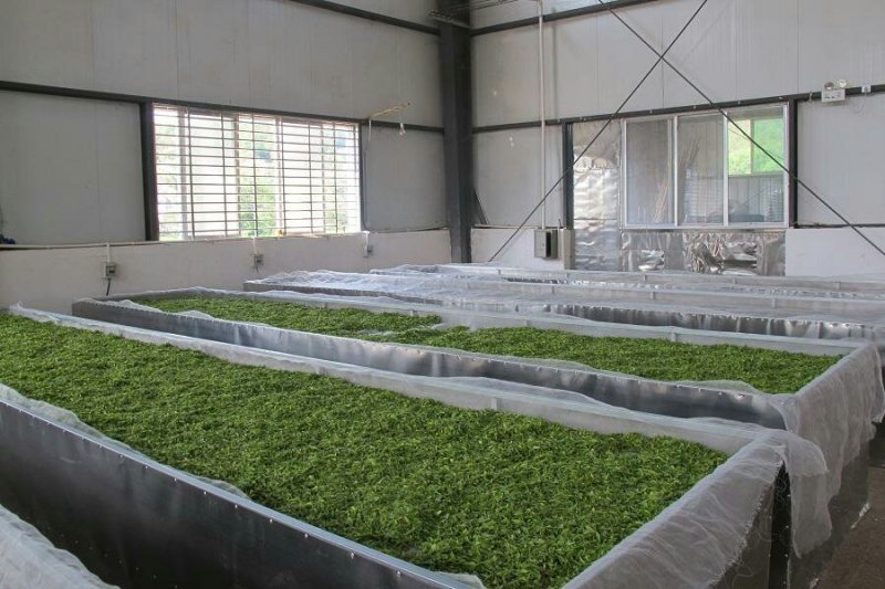 婺源有机绿茶——云雾茶，高山自然条件生长，不施肥不打药！