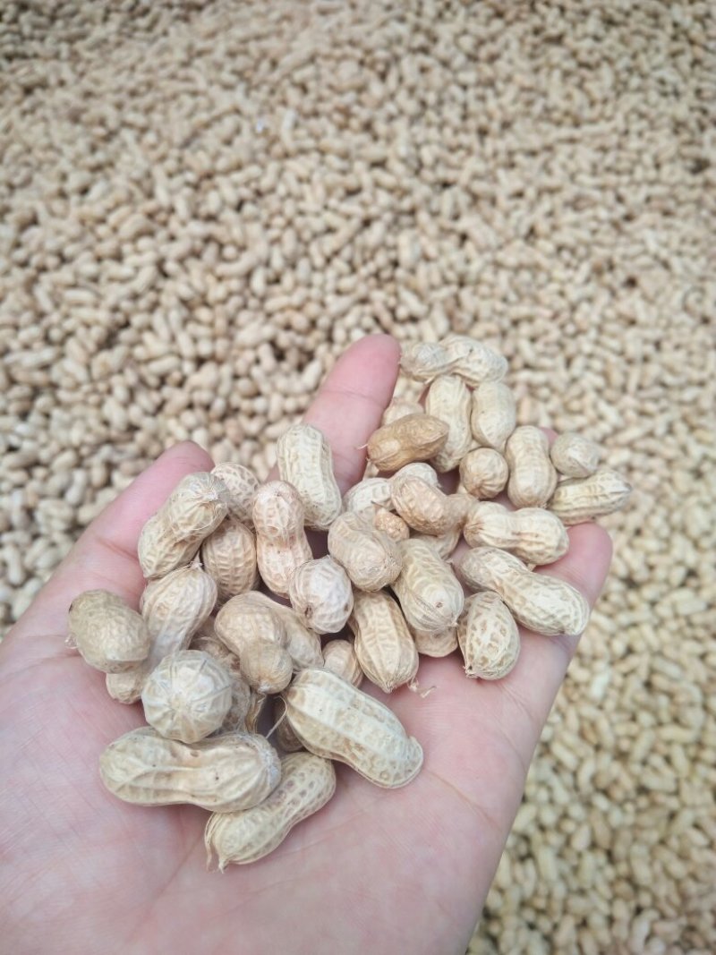 粒小饱满的红衣花生