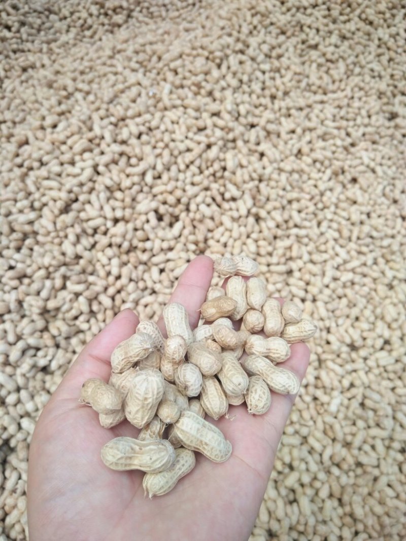 粒小饱满的红衣花生