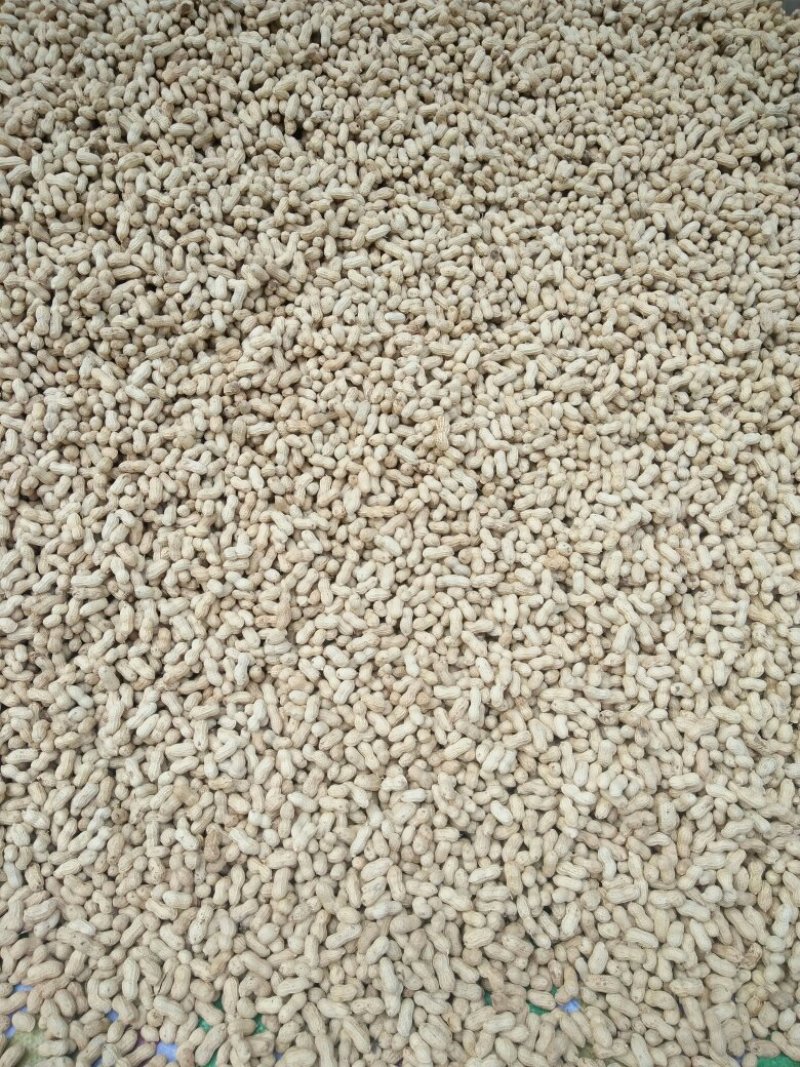 粒小饱满的红衣花生