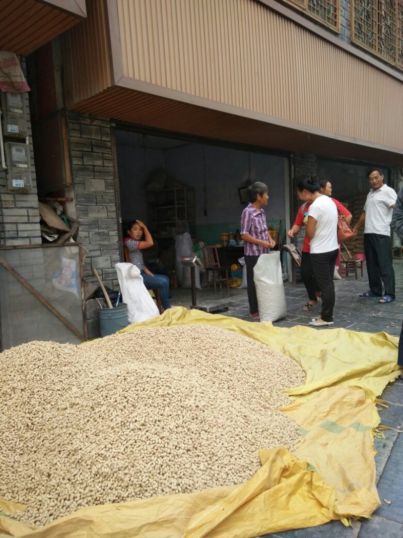 粒小饱满的红衣花生