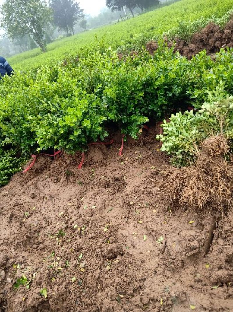 瓜子黄杨四季常青