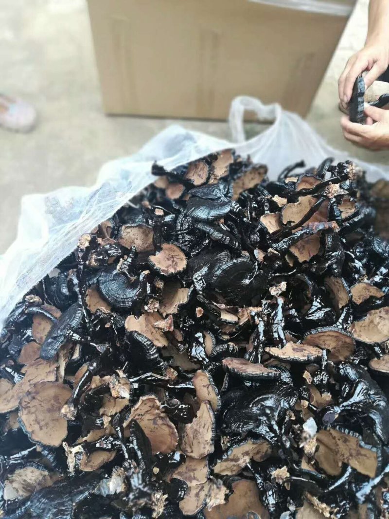 【精品】仿野生黑灵芝3-5公分8-15公分品种齐全货源多