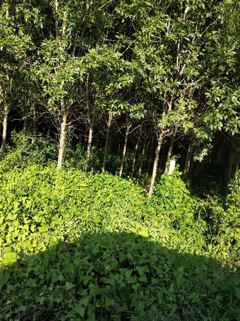 白蜡