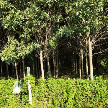 白蜡