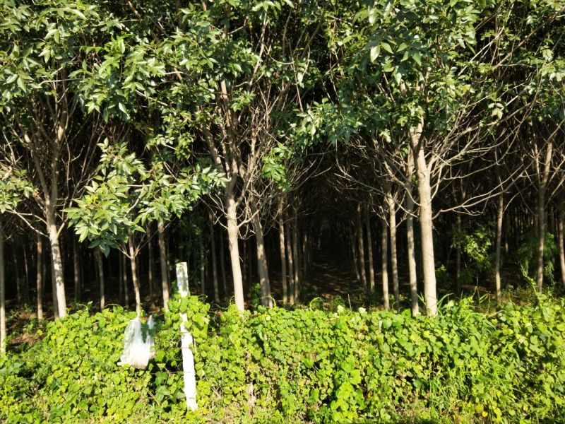 白蜡