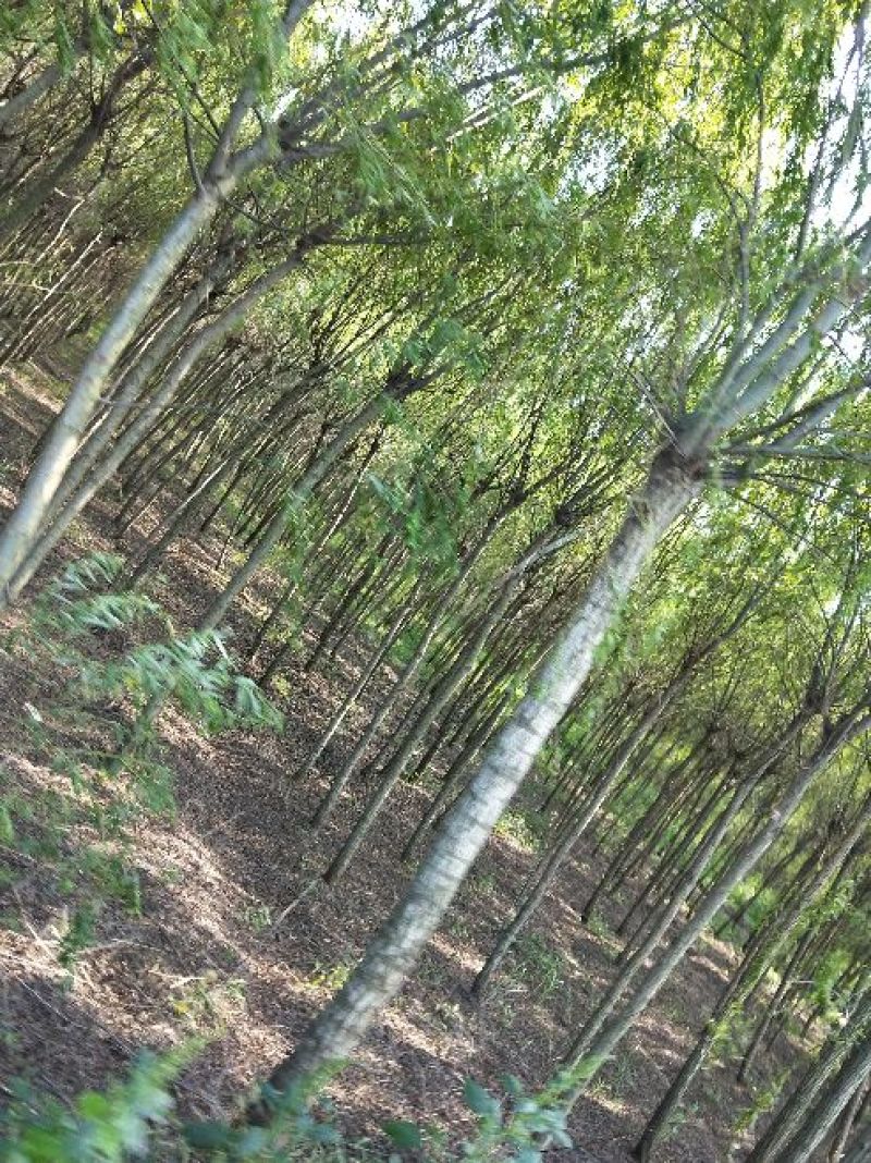 垂柳
