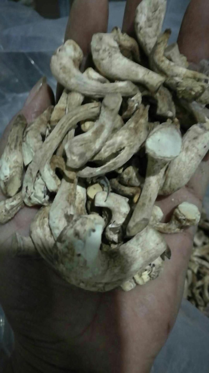 香菇把
