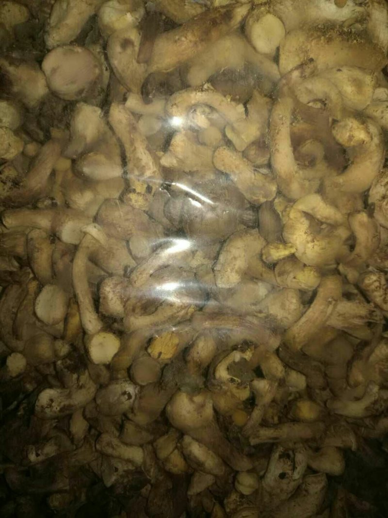 香菇把
