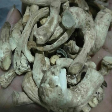 香菇把