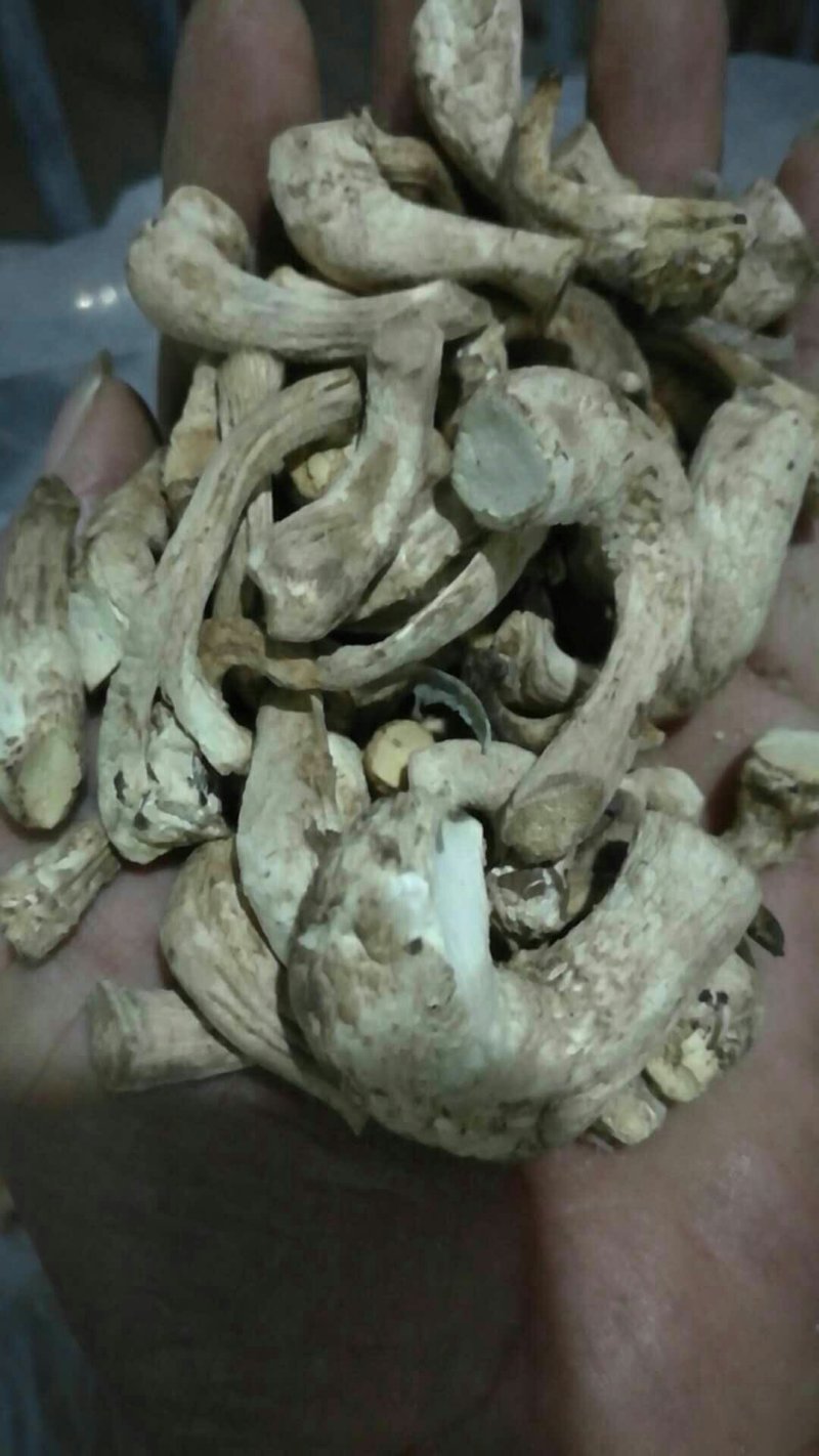 香菇把