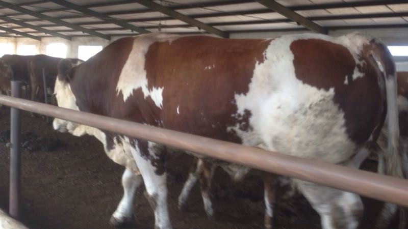 本场常年出售各种改良肉牛犊，成年牛，免费送货，货到付款。