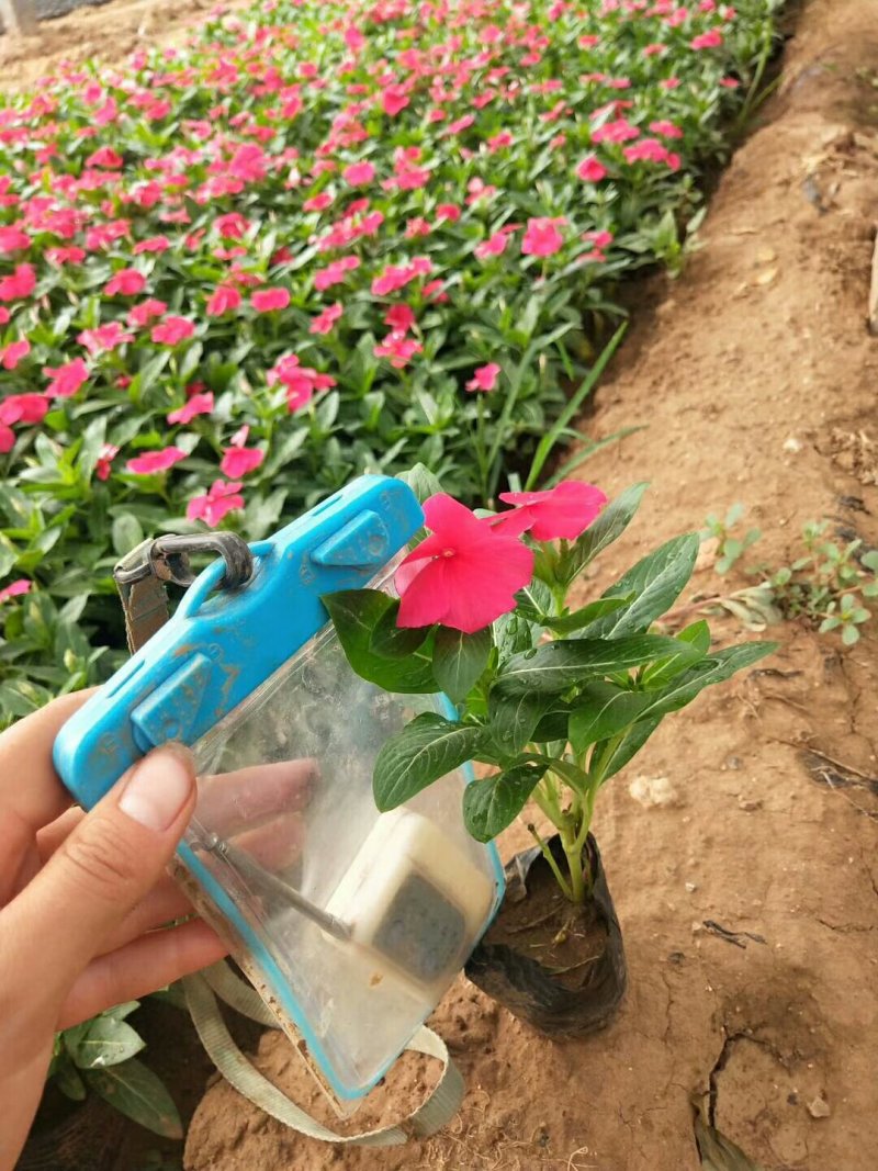 长春花天天开时令草花可视频看货支持